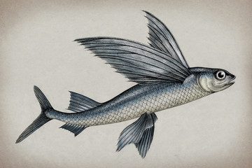 Exocoetidae or Flying fish hand drawing vintage engraving illustration - obrazy, fototapety, plakaty