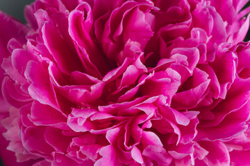 Blooming pink Peony. Beautiful Peonie flower. Macro.