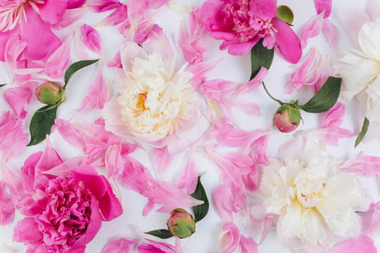 Pink and white floral background of fresh peony flowers buds and petals.