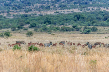 Naklejka na ściany i meble Zebra and Impala on the african plain