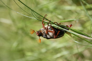 beetle melolontha