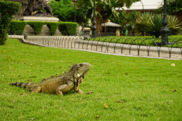 Leguan im Park auf einer grünen Wiese