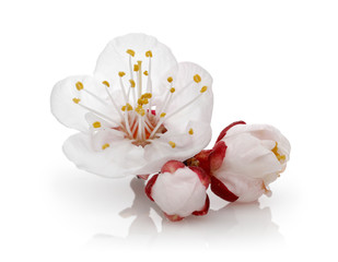 Almond flower