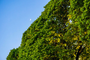 Obraz premium crowns of green trees and the moon in the blue sky in the early summer evening