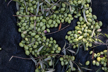 Raccolta delle olive