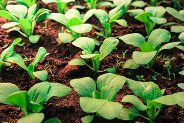 Organic vegetable garden