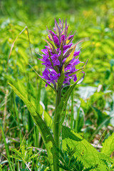 Western marsh orchid (Dactylorhiza majalis) in a nature