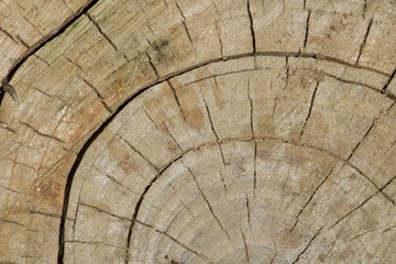 Textura de o topo de um tronco de madeira cortado.