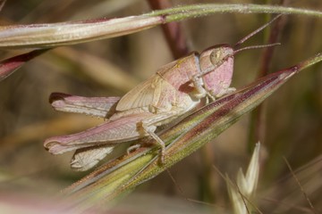 Macro de gafanhoto camuflado com a vegetação