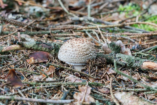 European blusher (Amanita rubescens) in a forest