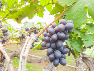 Large bunches of red wine grapes hang from an old vine