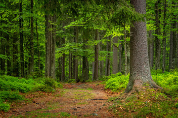 Fototapeta na wymiar Natural green Bohemian forest of Spruce Trees in Sumava, Czech Republic