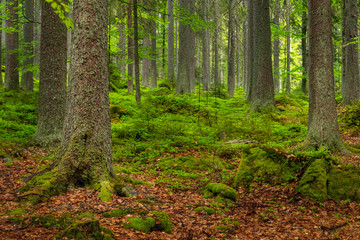Fototapeta na wymiar Natural green forest of Spruce Trees in Sumava, Czech Republic
