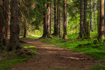 Walkway Lane Path in Natural Forest of Spruce Trees in Sumava, Czech Republic