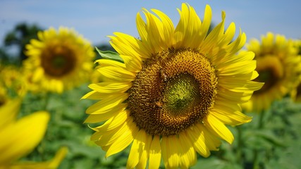 Fototapeta premium sunflower in the field