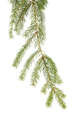 Spruce (Picea abies) branch and needles isolated on white background.