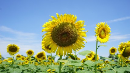 Sunflower field landscape
