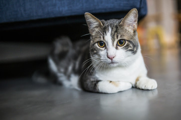 Jeune chat tigré blanc allongé