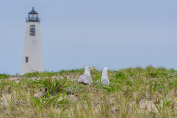 Nesting seagulss with lighthouse background