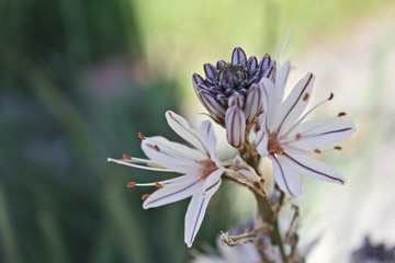 Fiori
