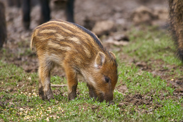 Wild hogs rooting for food