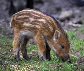 Wild hogs rooting for food