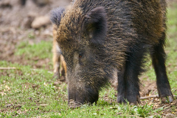 Naklejka na ściany i meble Wild hogs rooting for food