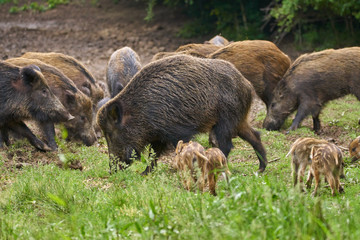 Wild hogs rooting for food