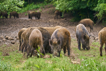 Juvenile wild hogs