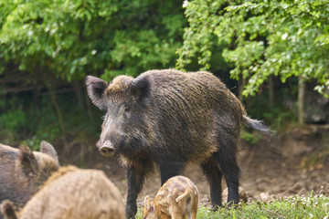 Naklejka na ściany i meble Wild hogs rooting for food