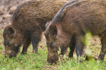 Juvenile wild hogs