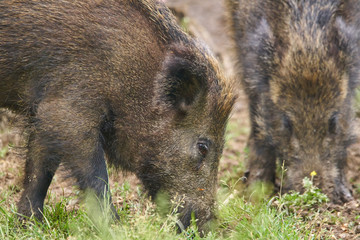 Juvenile wild hogs