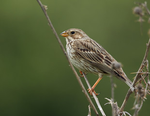 Obraz premium Corn bunting bird perched