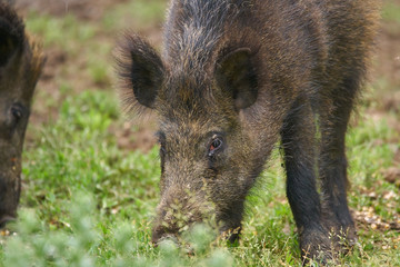 Juvenile wild hogs