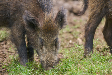 Juvenile wild hogs