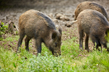 Juvenile wild hogs