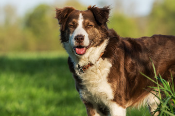 Mixed breed dog in nature background