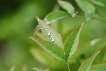After rain (Nandina domestica)