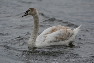 Junger Schwan