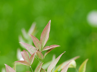 Green and red leaves (Nandina domestica)