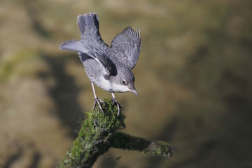 Giovane Merlo acquaiolo (Cinclus cinclus)