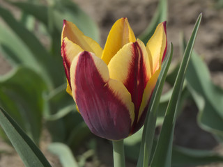Bicolor claret and yellow tulip