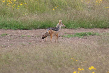 Jackal looking for food, Serengetig, Savannah, Tanzania, Africa