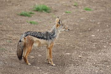Jackal looking for food, Serengetig, Savannah, Tanzania, Africa