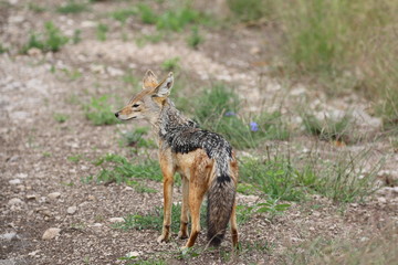 Jackal looking for food, Serengetig, Savannah, Tanzania, Africa