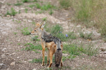 Jackal looking for food, Serengetig, Savannah, Tanzania, Africa