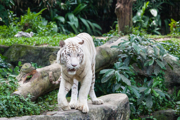 Bengal tiger in the zoo