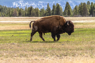 Bison