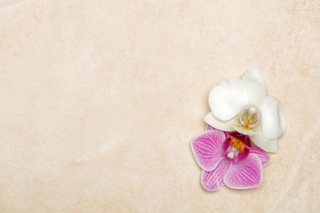 Background with orchid