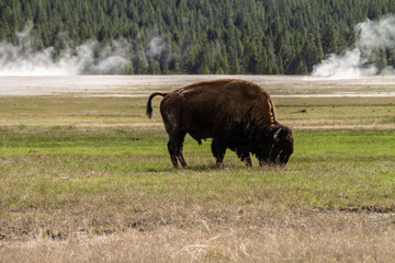 Bison